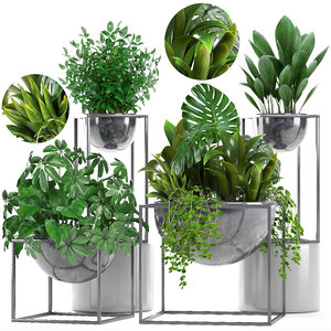 ornamental plants exotic 3D model