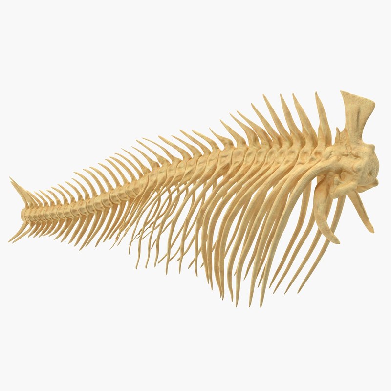 Fish vertebrae bones 3D model TurboSquid 1329296