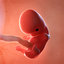 3D fetus 37 development