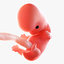 3D fetus 37 development