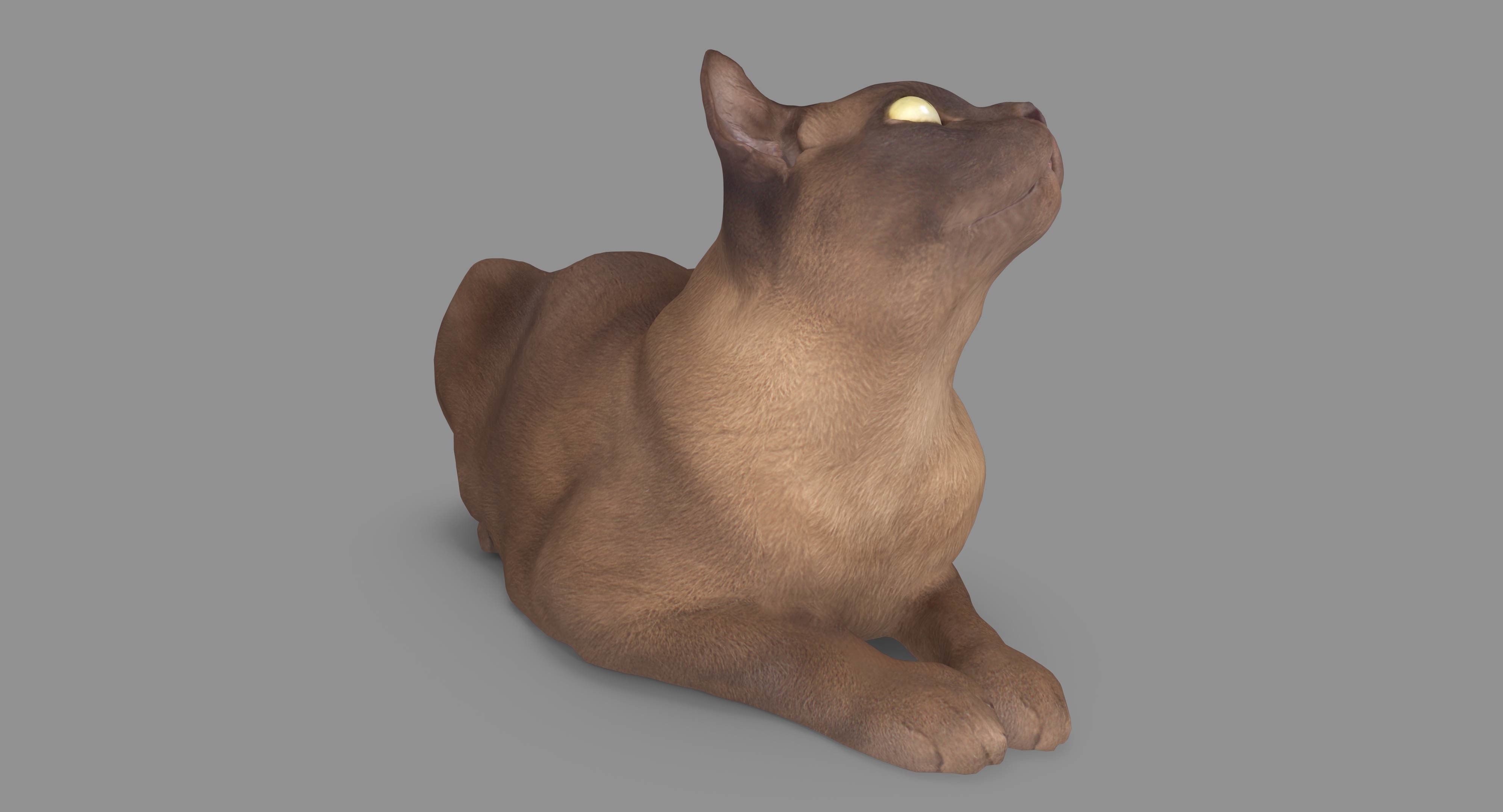 猫阿比西尼亚人说谎3d模型