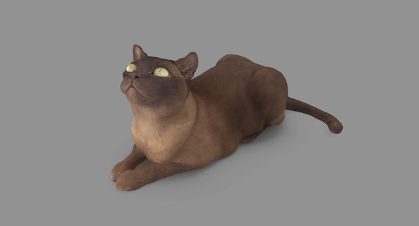 猫のアビシニアン3dモデル Turbosquid