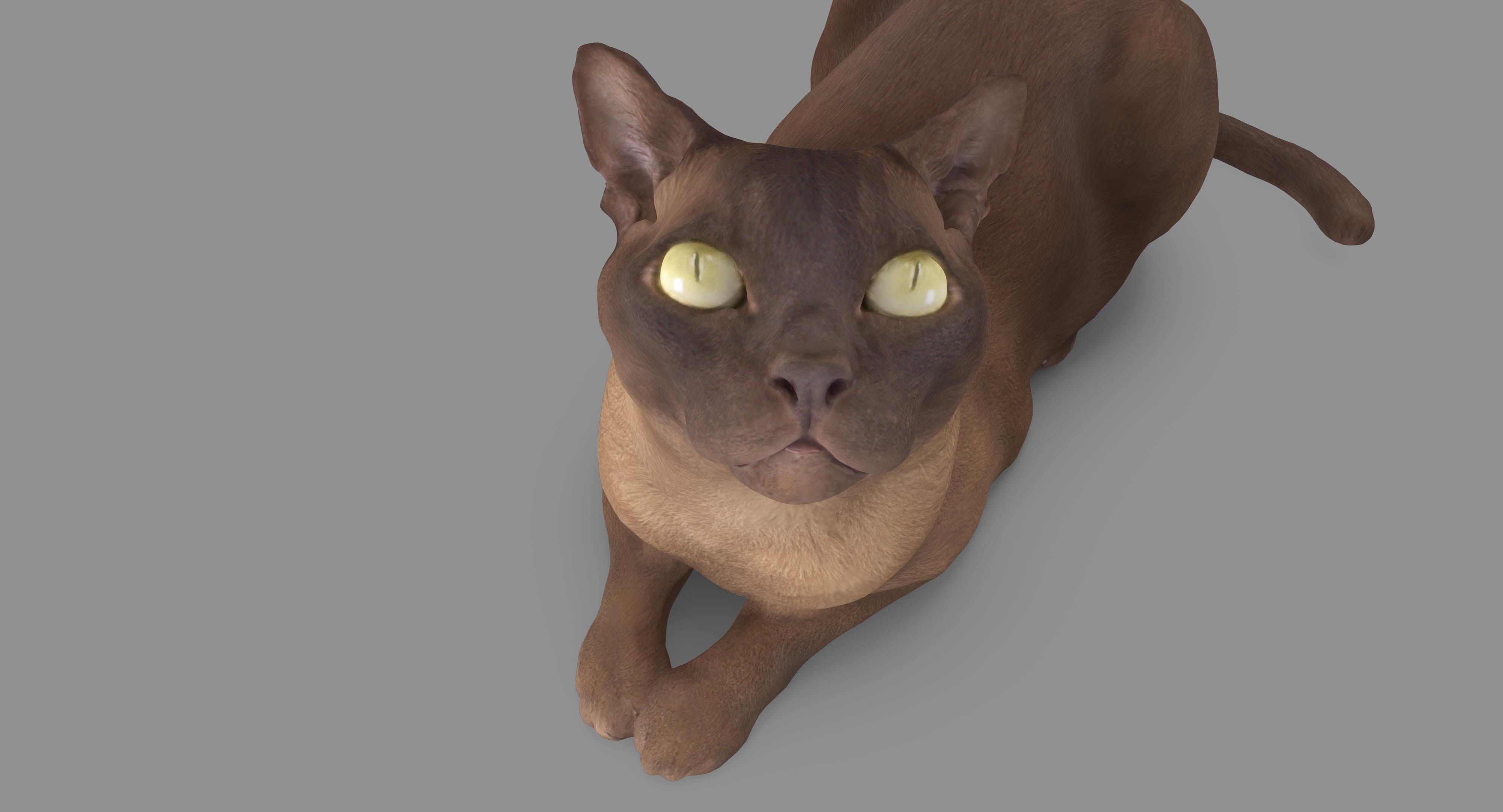 猫阿比西尼亚人说谎3d模型