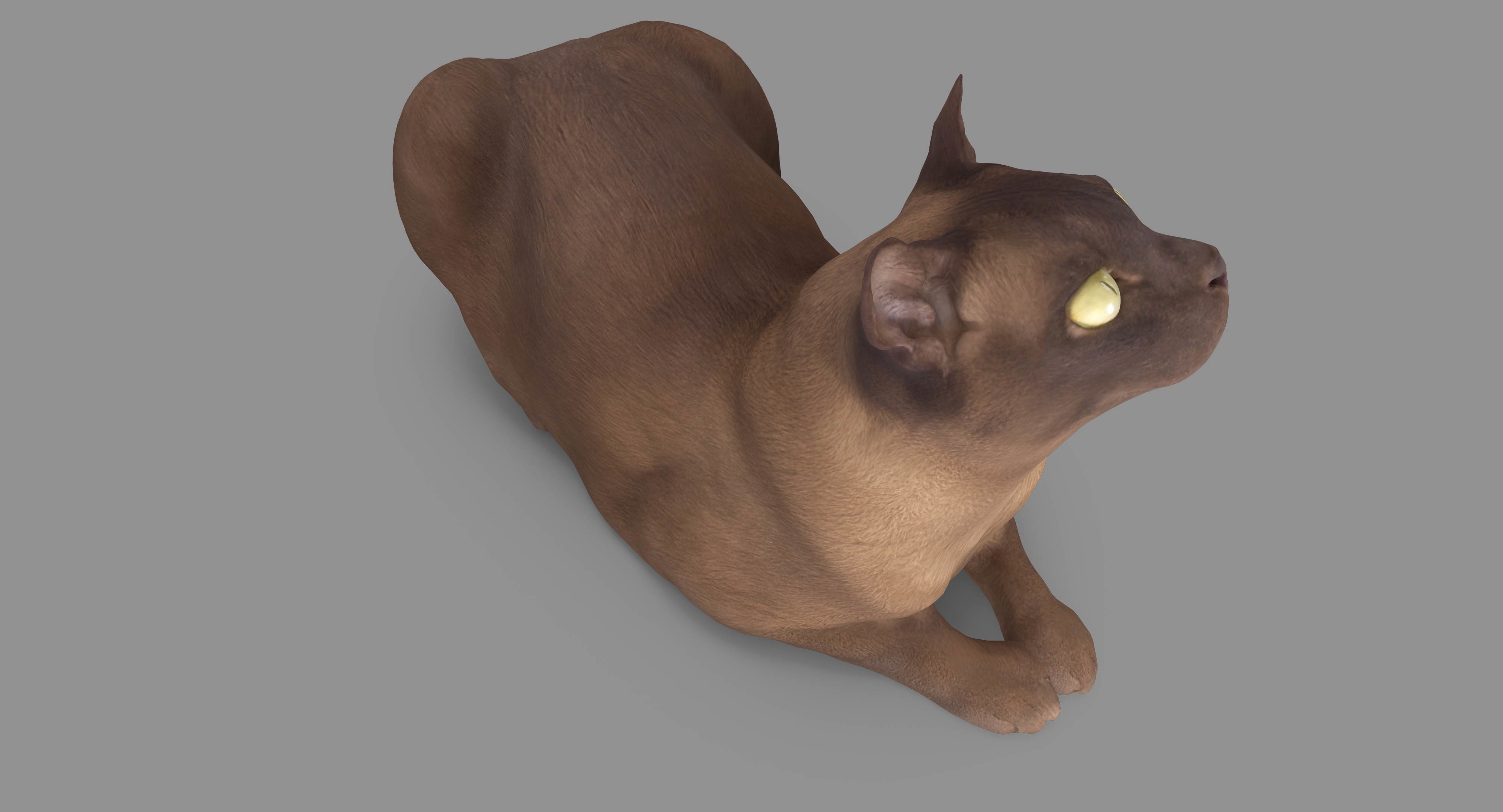 猫阿比西尼亚人说谎3d模型
