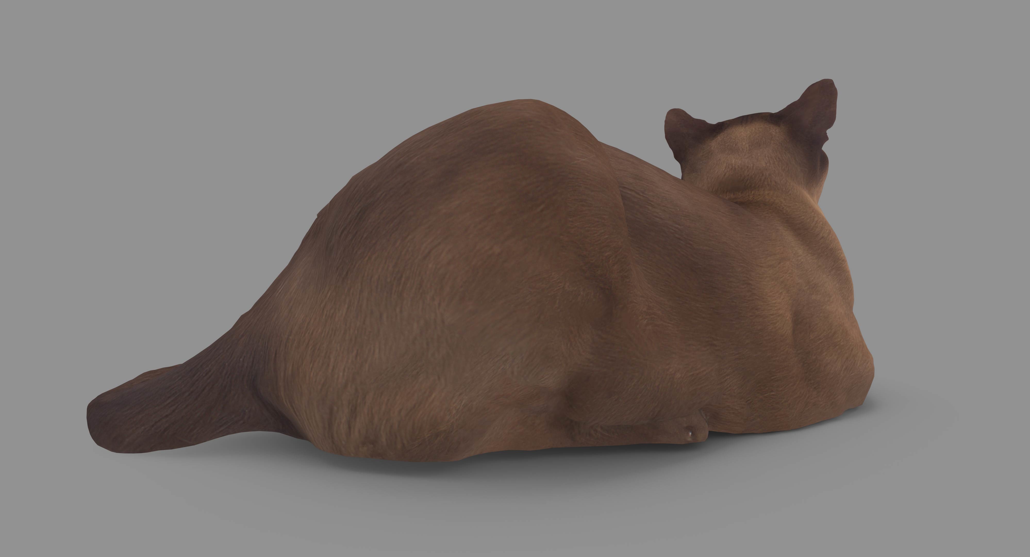 猫阿比西尼亚人说谎3d模型