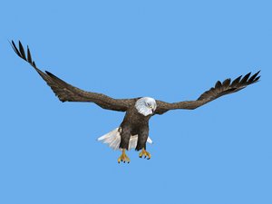 3D rigged flying eagle