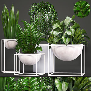 3D model exotic plants