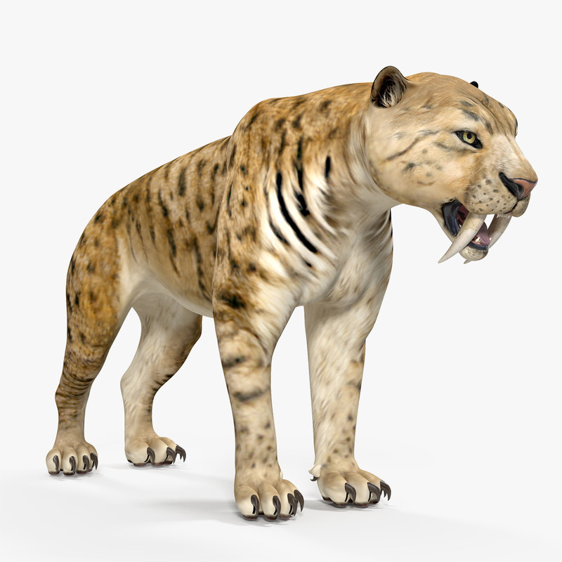 Quando Viveva La Tigre Con I Denti A Sciabola
