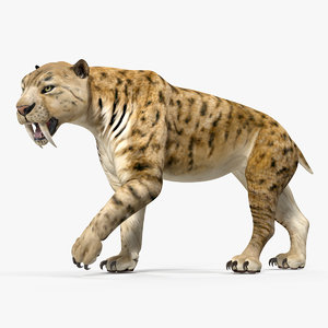 Saber Tooth Tiger 3D Models for Download | TurboSquid