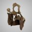 3D model human skulls sivapithecus - TurboSquid 1329775
