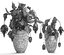 3D medinilla magnifica plants flowers model