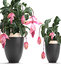 3D medinilla magnifica plants flowers model