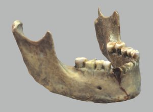 human s jaw 3D model
