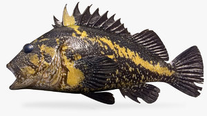 china rockfish model