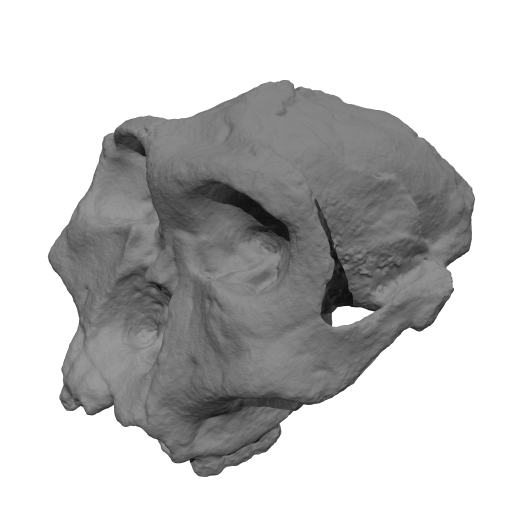 Skulls Australopithecus Robustus 3d Model Turbosquid 1331610