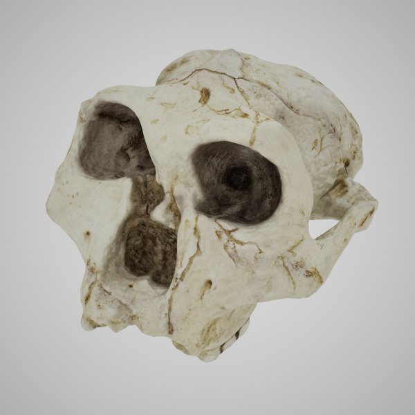 Skulls Australopithecus Robustus 3d Model Turbosquid 1331610