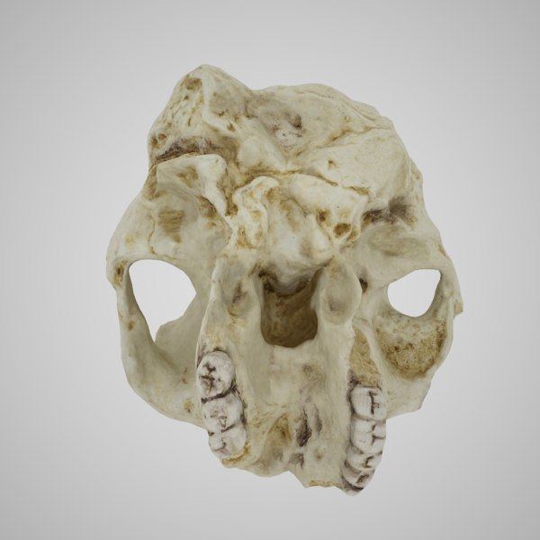 Skulls australopithecus robustus 3D model TurboSquid 1331610