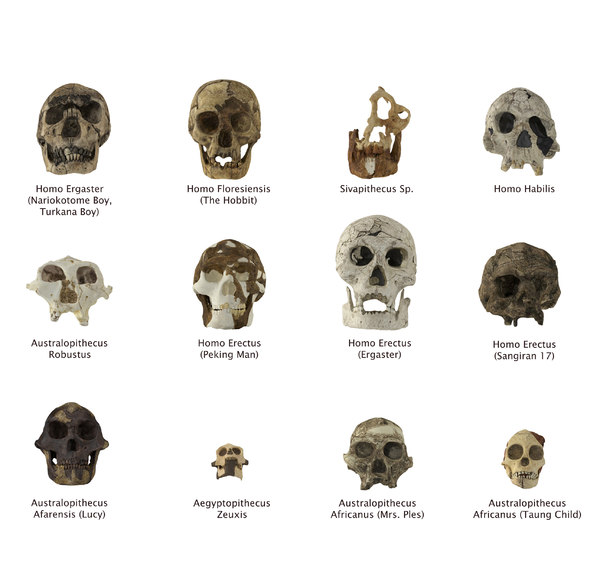 3D skulls homo floresiensis - TurboSquid 1331622