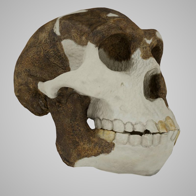 he man skull