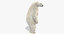 polar bear animation model