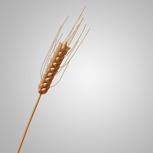 3D wheat