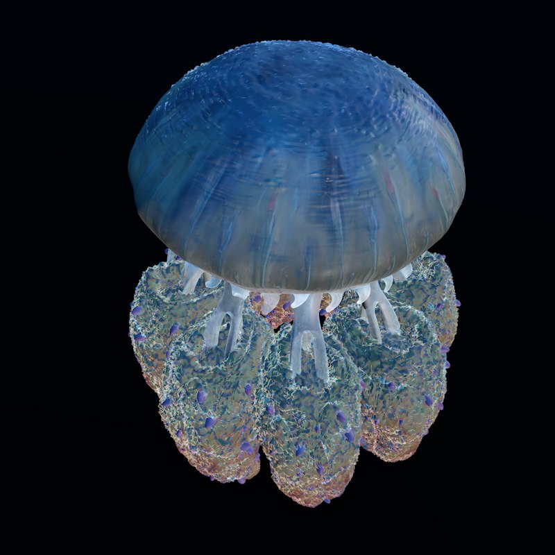 Jellyfish giant 3D model - TurboSquid 1332663