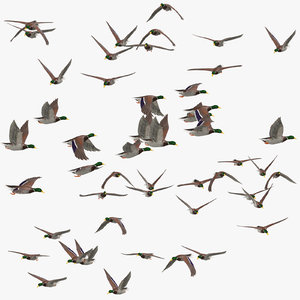 small flocks ducks flying model