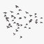 large flocks pigeons flying 3D model
