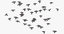 large flocks pigeons flying 3D model