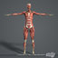 3D rigged female body muscular
