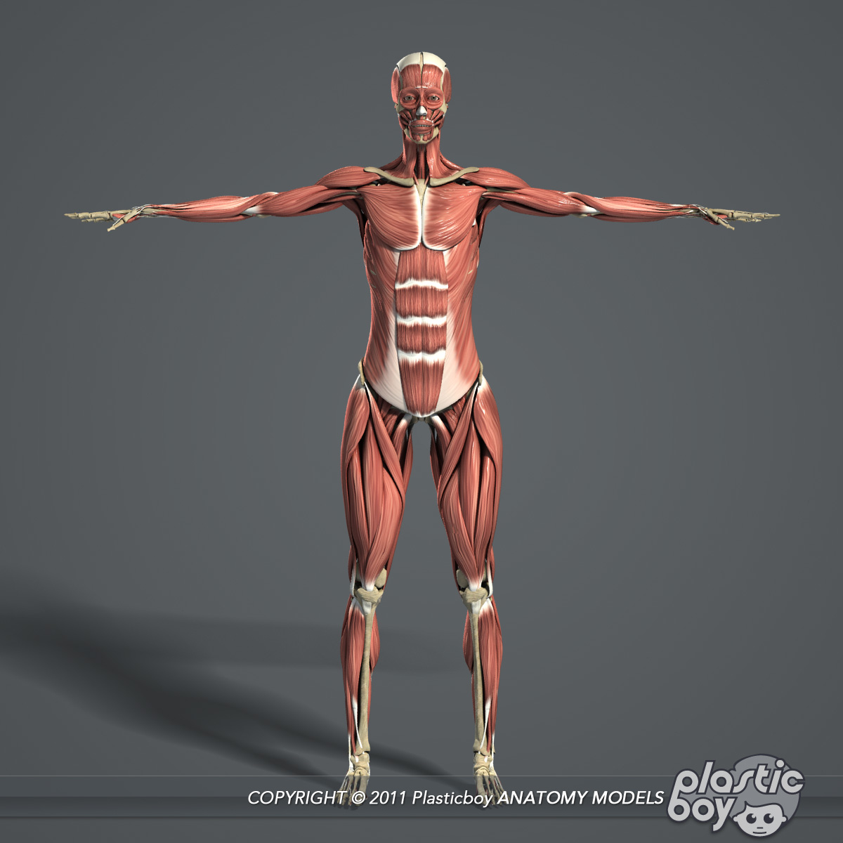 3D rigged female body muscular - TurboSquid 1333238