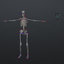 3D rigged female body muscular