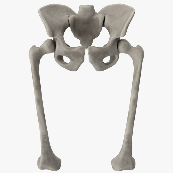 骨盤骨3dモデル Turbosquid