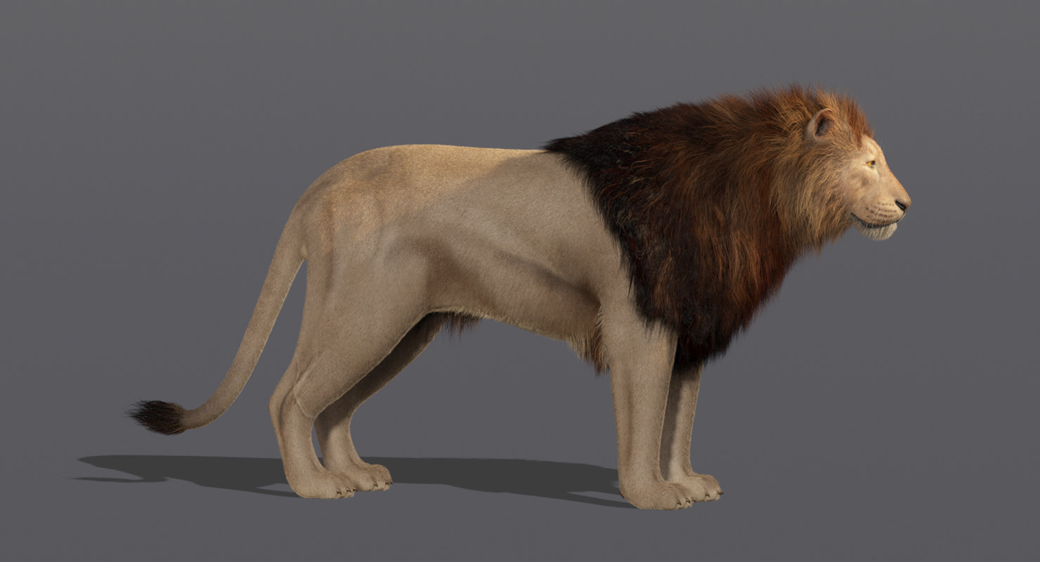 modelo 3d León 2 (piel) TurboSquid