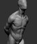 male anatomy model
