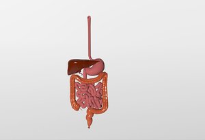 colon intestine 3D