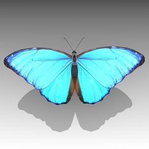 3D blue morpho butterfly animations model