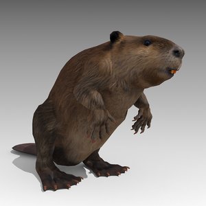 beaver animations 3D model