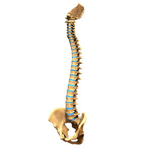 3D human spine os sacrum model