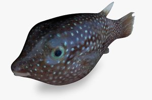 spotted sharpenose puffer 3D model