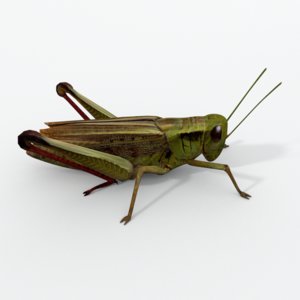 grasshopper games model