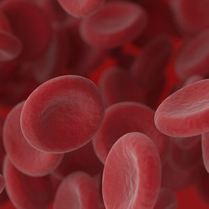 3D red blood cells model