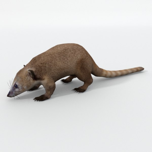 Blender Animal-Raccoon Models | TurboSquid