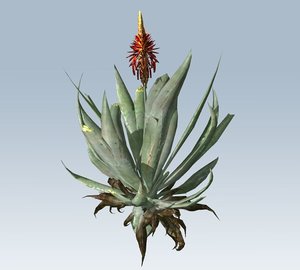 3D model succulent plant aloe