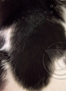 Black and White Animal Fur