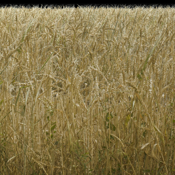 Texture PNG WheatField sheaf bundle