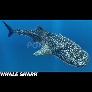 3d 3ds whale shark