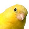 member avatar