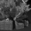 3d model christmas tree presents santa claus
