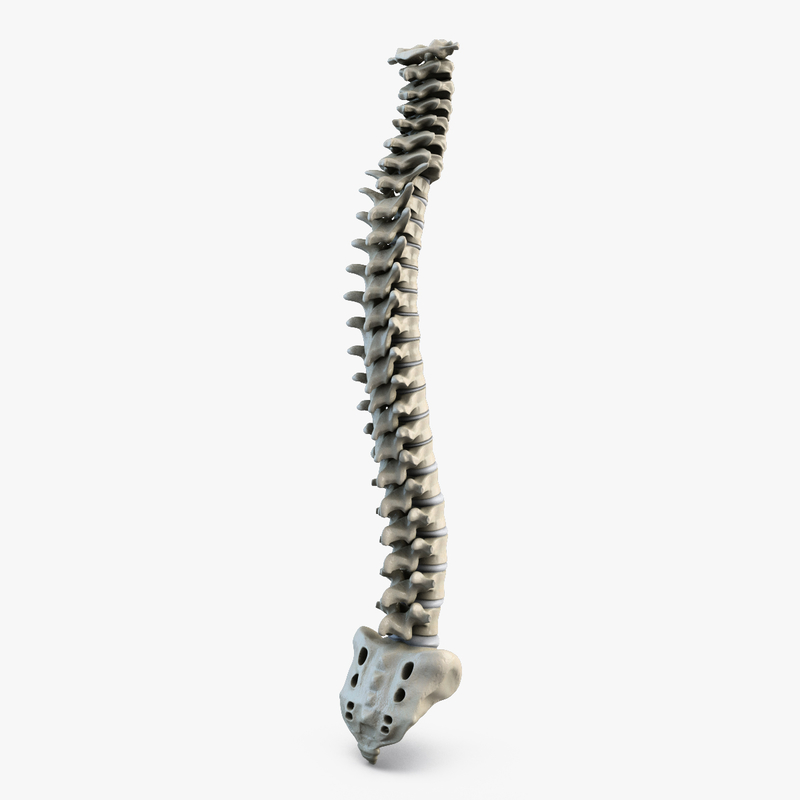 human spine 3d model